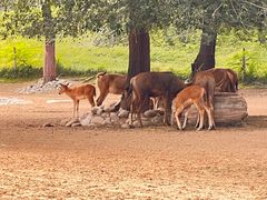 -北京野生动物园