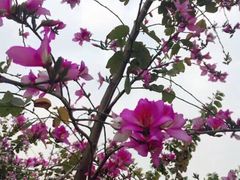 -松山湖南湖湾露营营地