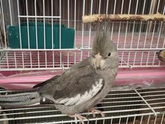 -吉丁鸟咖·异宠·寄养