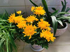 -N多寿司(印象汇店)