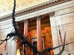 -美国自然历史博物馆