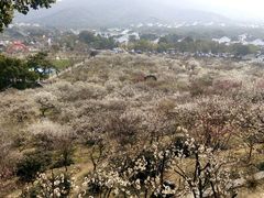 -香雪海