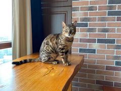 -蓝鲸·缅因猫舍