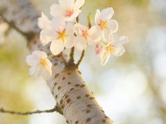 -高东镇樱花园
