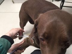 -利又安动物医院··老年病·猫科犬科·中兽医