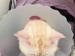 -美联众合动物医院·24h京西诊疗中心