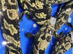 -三亚火车头万人海鲜广场