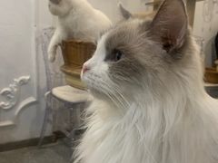 -共舞时光猫咖·狗咖(新街口店)