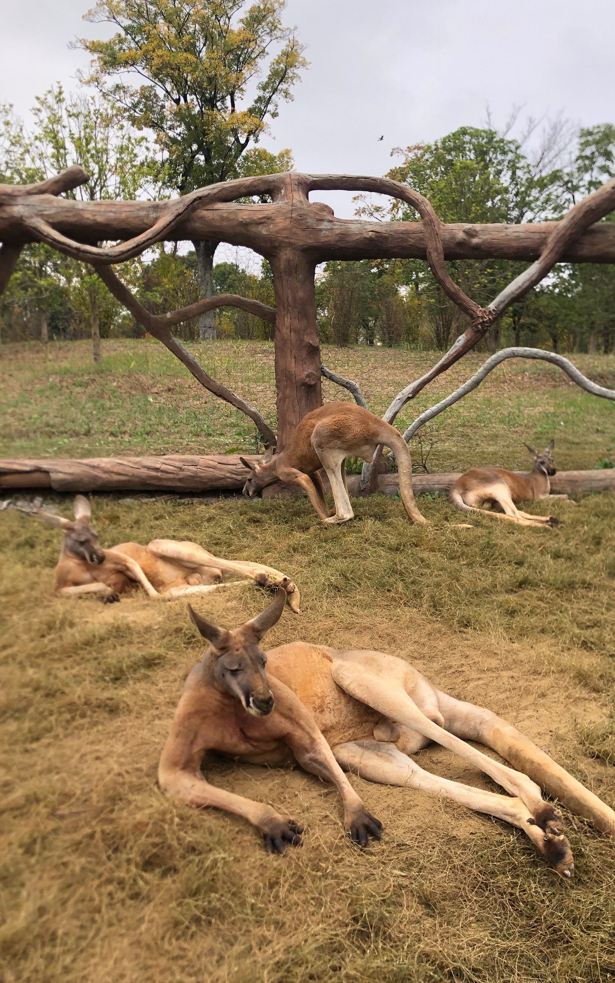 南通森林野生动物园