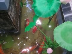 -洞庭家宴·头牌甲鱼(广渠门店)
