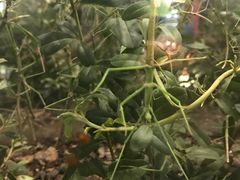 -上海昆虫博物馆