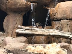 -圣地亚哥动物园