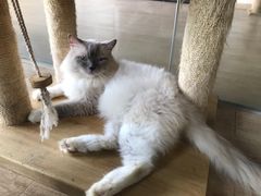 -more than meow吴止猫主题餐厅(承德 中船汇店)