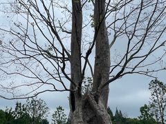 -上海植物园-4号门售票处