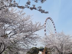 -顾村公园