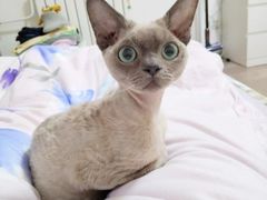 -PETKIT 小佩宠物·德文赛凯猫舍