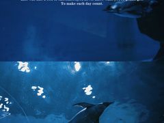 -上海海昌海洋公园