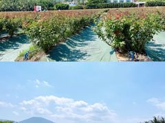 -亚龙湾国际玫瑰谷