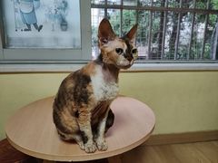 -Meowの猫咖(万家丽店)