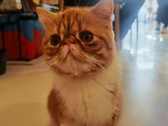 -平行世界·猫咖(首经贸店)