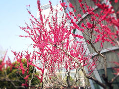 -上海第二工业大学(金海路校区)
