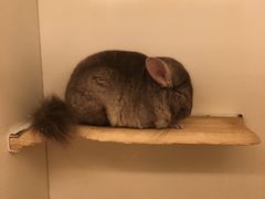 -龙猫仔乐园(惠福东路店)