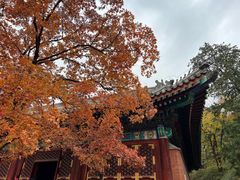 -香山公园