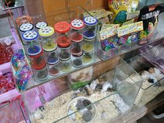 -双季花艺园艺市场(浦东店)