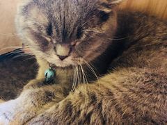 -猫色咖啡·猫咖