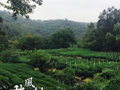 -龙井村