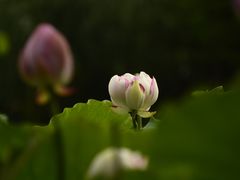 -陈家山荷花公园