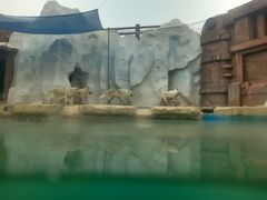 -秦皇岛乐岛海洋王国