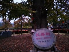 -千年银杏谷文化旅游区
