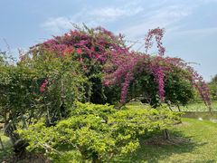 -中国科学院西双版纳热带植物园