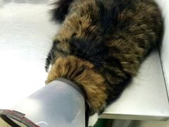 android_upload_pic-爱侣宠医·鹦鹉专科·小型哺乳类·异宠专科(灵石路店)