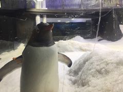 -悉尼海洋生物水族馆