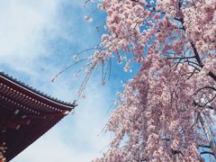 -浅草寺