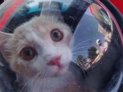 -喵百万·布偶·蓝金金渐层英短·猫舍(百子湾店)