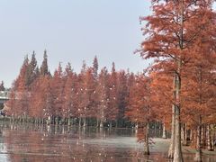 -白鹭湾湿地公园