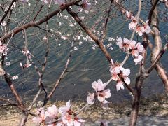 -桃花堤公园