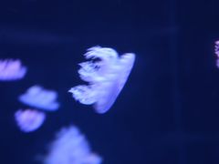 景点-东部华侨城
