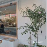 [吐]两间summer店都探过啦[吐][糖果]