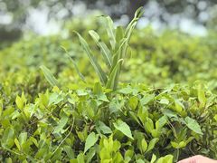 -华侨城湿地公园