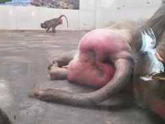 猴屁股-西安秦岭野生动物园