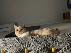 -东方名猫馆·英短金渐层布偶猫舍(环线广场1号楼店)