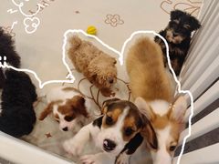 -有喵·猫咖·狗咖·30几只猫10只小狗(岗厦店)