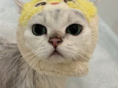 -momokira米努特·德文卷毛猫·棉花面纱犬