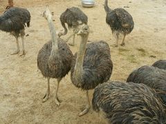 -泉州海丝野生动物世界