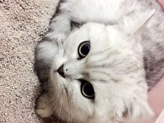 -1013 PET SHOP 宠物商店(近铁城市广场店)