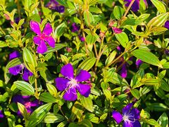 -铁山坪森林公园